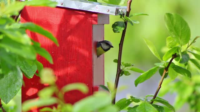 Beautiful colorful bird exiting its wooden nest quickly