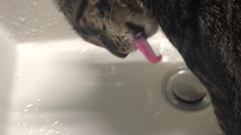 Kitten Drinks Water Weird