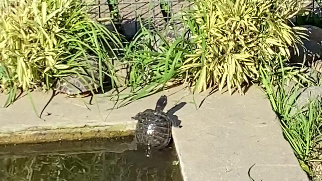 Turtle Tried His Best