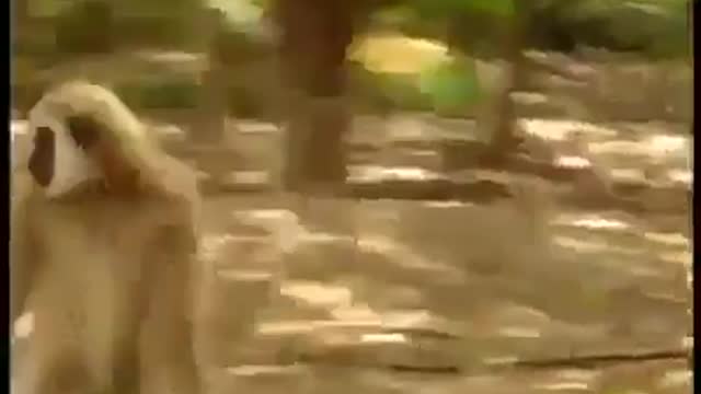 This skillful monkey playing with hungry tigers