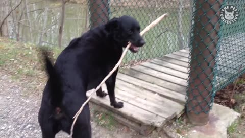 Funniest Confused Pets Compilation - Funny Pet Videos