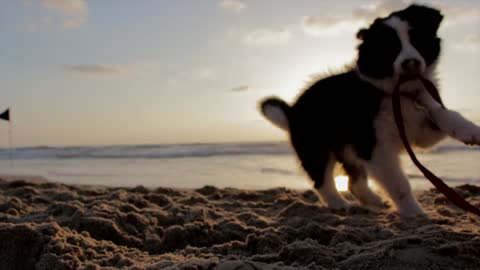 Playing puppy on beache