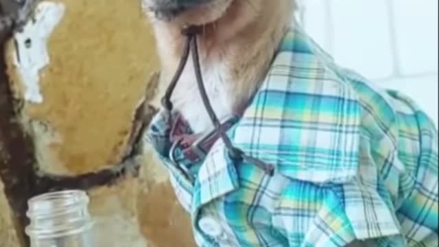 It's time to LAUGH with Dog's life Funny Dog Videos 2021 Cute and Funny Dog Videos Compilation