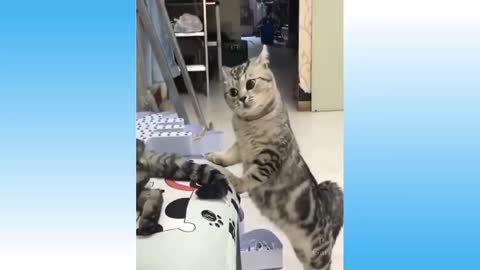 Funny Cat Video