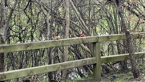 Red squirrel cardinal & blue Jay went to lunch