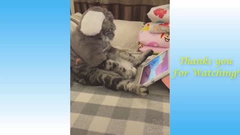 COMPILATION #7 - Cute Pets and Cats, Funny Animals Compilation - Pets Garden crazy puppies