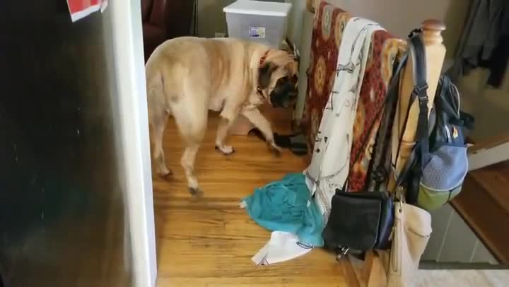 English Mastiff Can't Hide His Excitement About Dinner Time