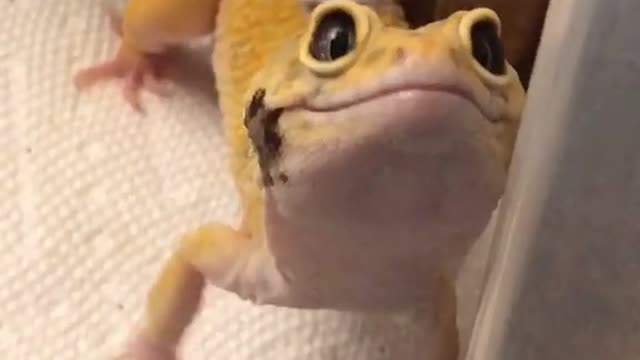 Gecko smiling back at you!