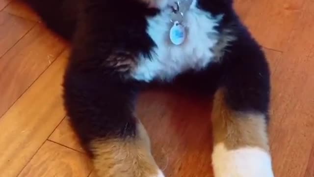 His reaction to this sound ðŸ˜ðŸ˜ðŸ˜