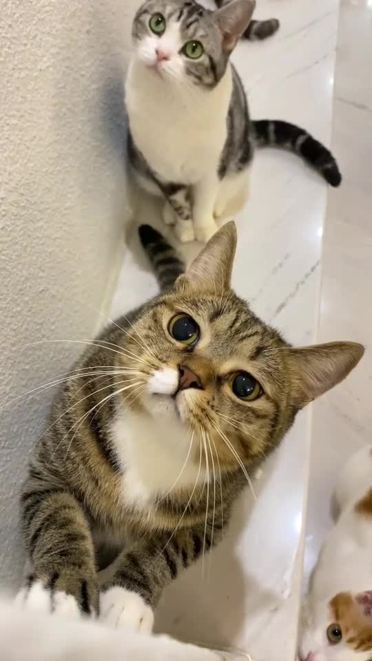 Awwhh thots face so cuted,beautiful cat