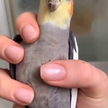 Cleaning the cockatiel bird while making a sound indicating its fear