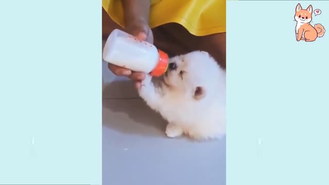 Baby Dog- Baby and Fluffy dog Video #10 | Baby Animals