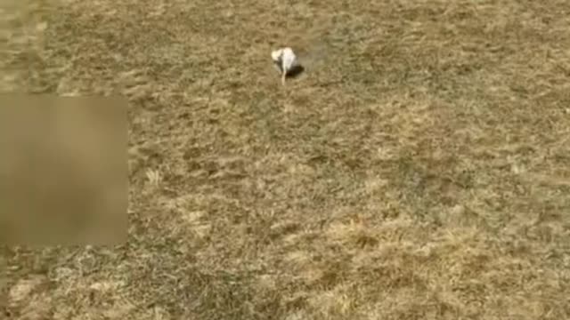 FUNNY DOG VIDEOS