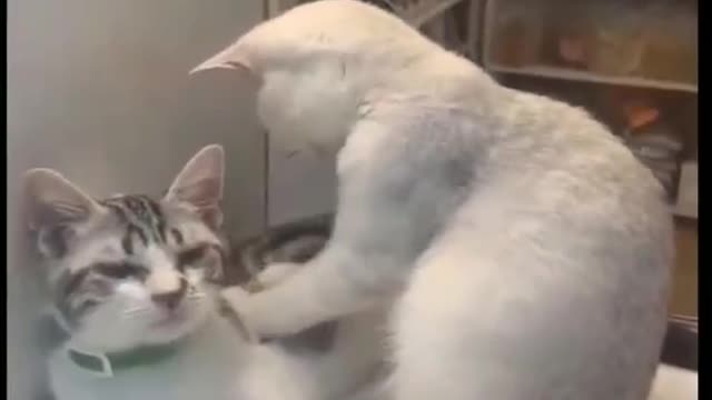 Cat spa for massage with music