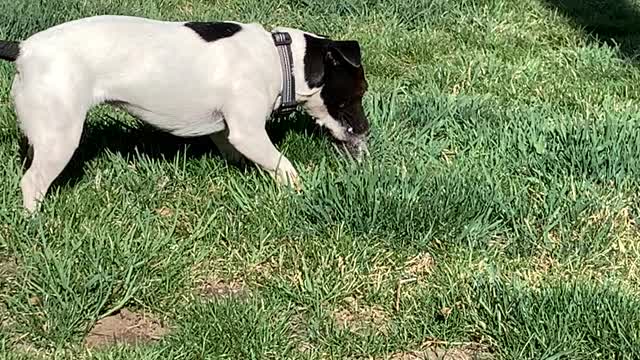 Got her first Gopher