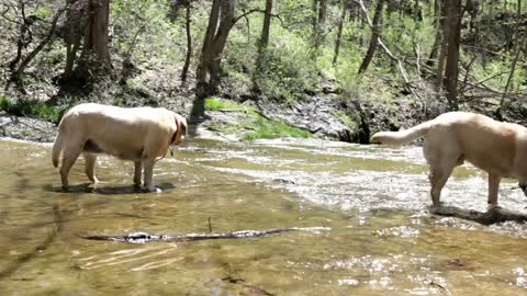 Two dogs carrying Sticks through water