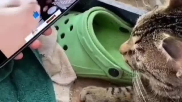 Watch a cat sing to the beat of the music