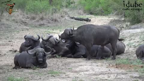 Painted-African Wild Dogs Disturb Buffalo Bulls_Cut.mp4