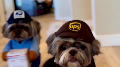 Do You Trust These 2 to Deliver Your Kibbles