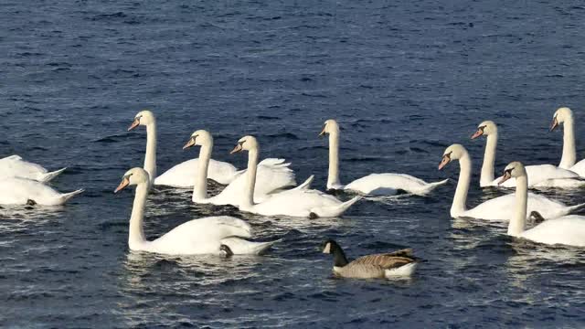 White swans swimming happily.