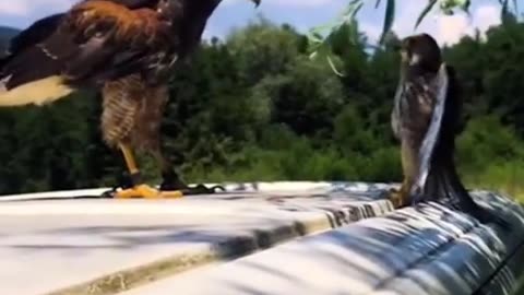 Funny animal