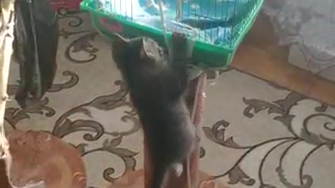 Kitten game