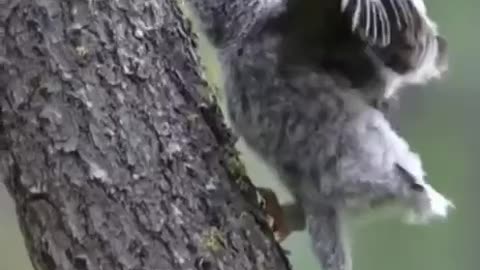 Flightless owlet