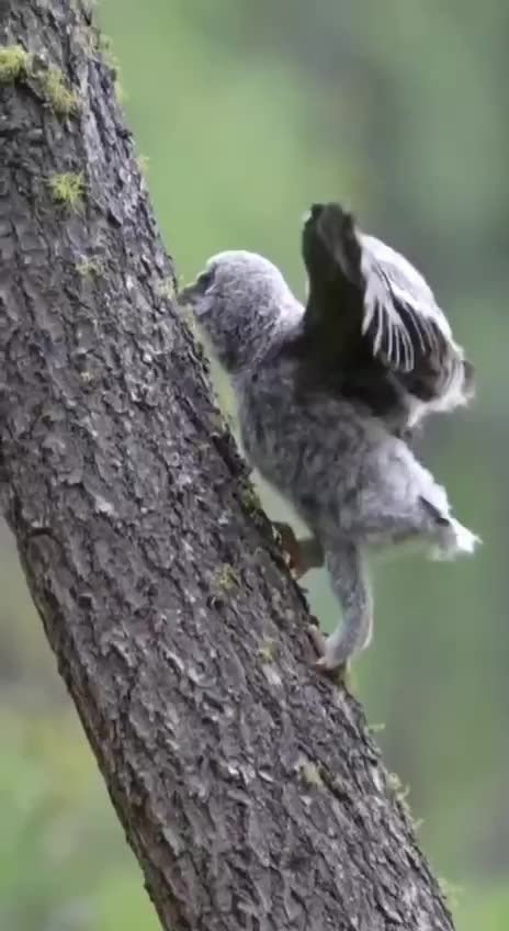 Flightless owlet
