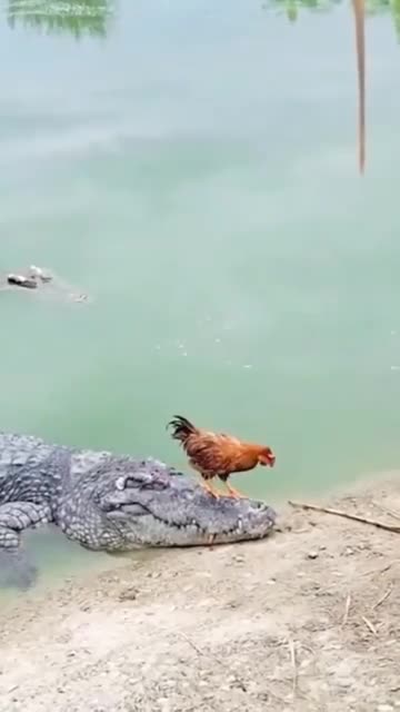 Cock narrowly escapes from crocodile
