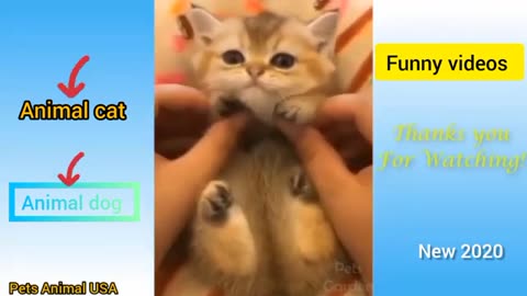 Cute pets animal USA and funny Videos Animal compilation #12 -Pets Animal USA