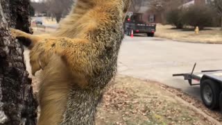 Squirrel Frozen to Tree