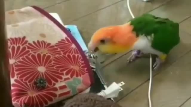 A Parrots trying to Fly With Key l Very Funny Video