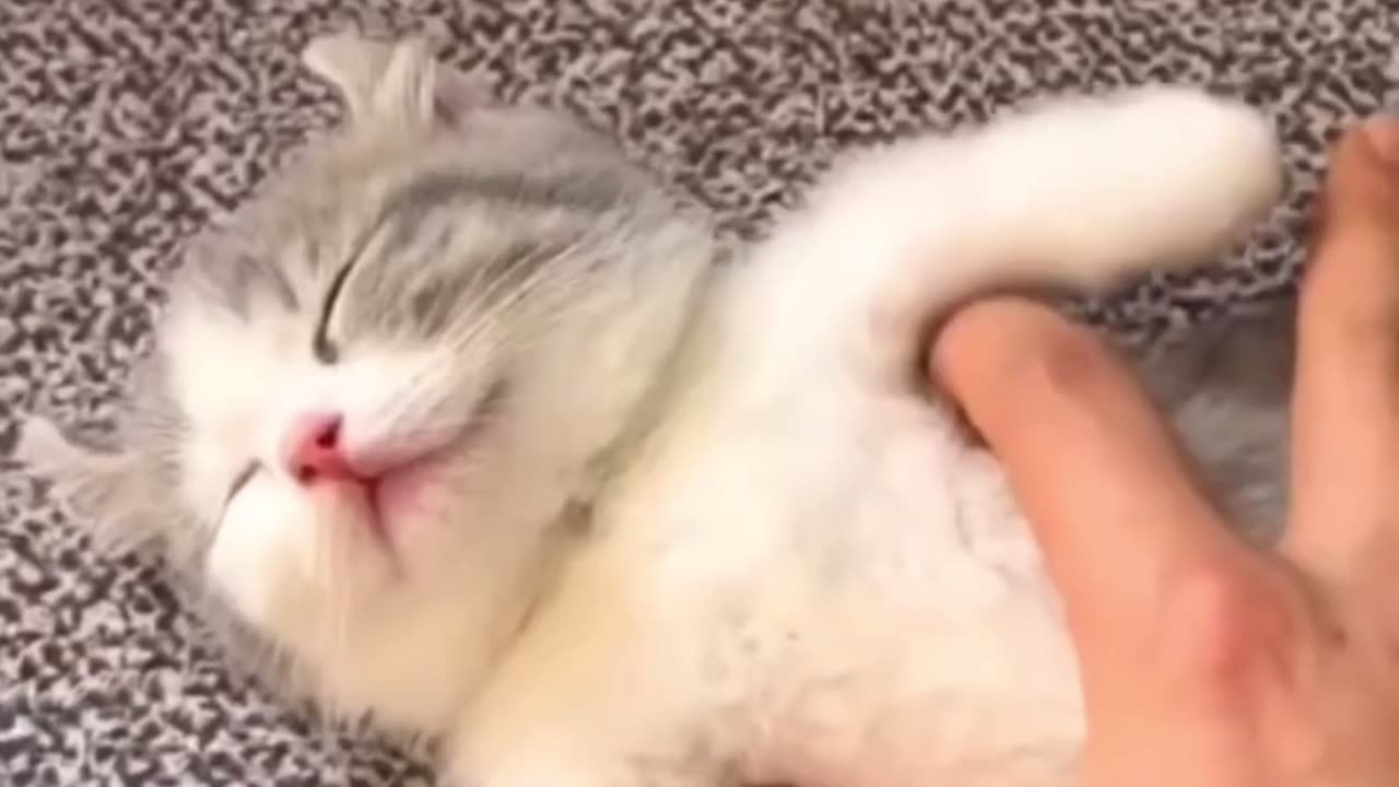 Cat Funny Video