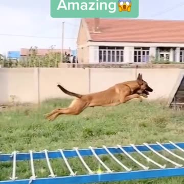 Funny Dog memes of 2022