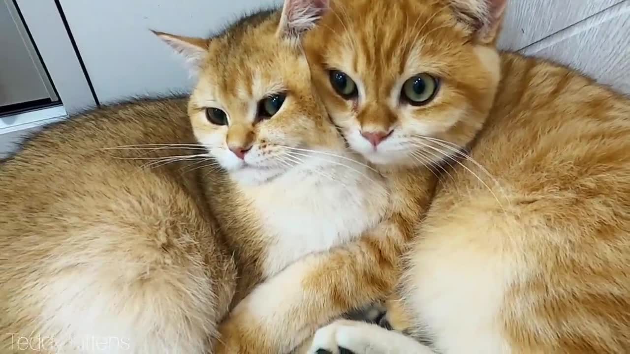 Kitten Artist hugs his sister. Very cute