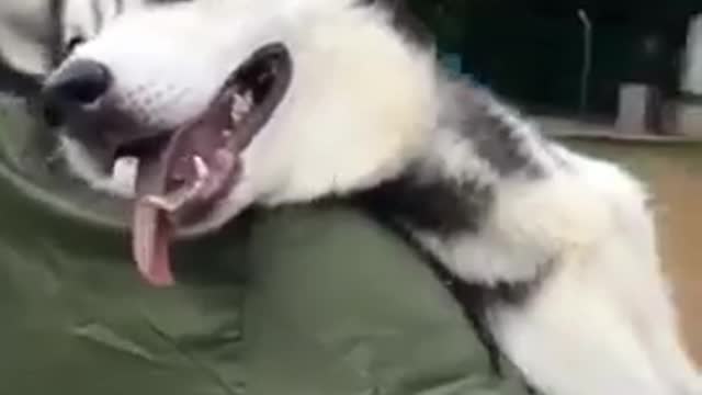 Funniest pets compilation 2021 part 14