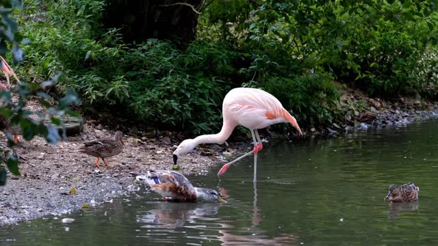 Cute Flamingo Bird