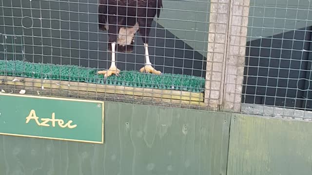 Bird of prey centre