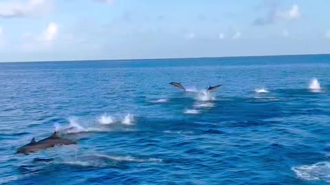 ||Dolphin showed in sea||