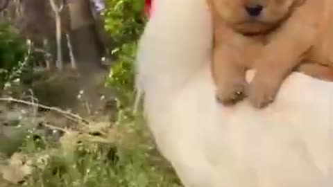 Funny Animal Videos Awesome Funny Pet