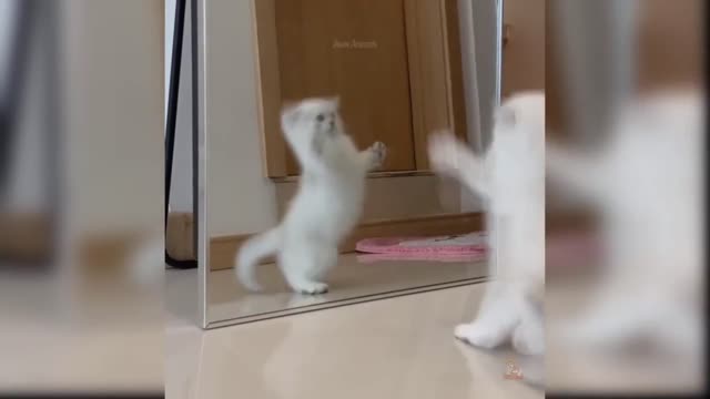 Funniest Cats 😹- Best Of The 2022 Funny Cat Videos 😂 - Funny Cats HD