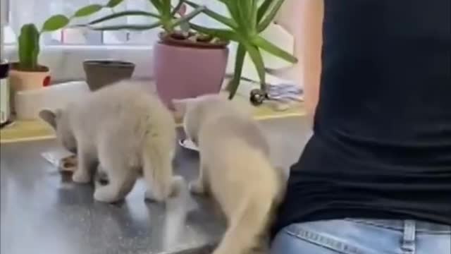 Kittens Climb Their Mom as They Couldn’t Wait for Food