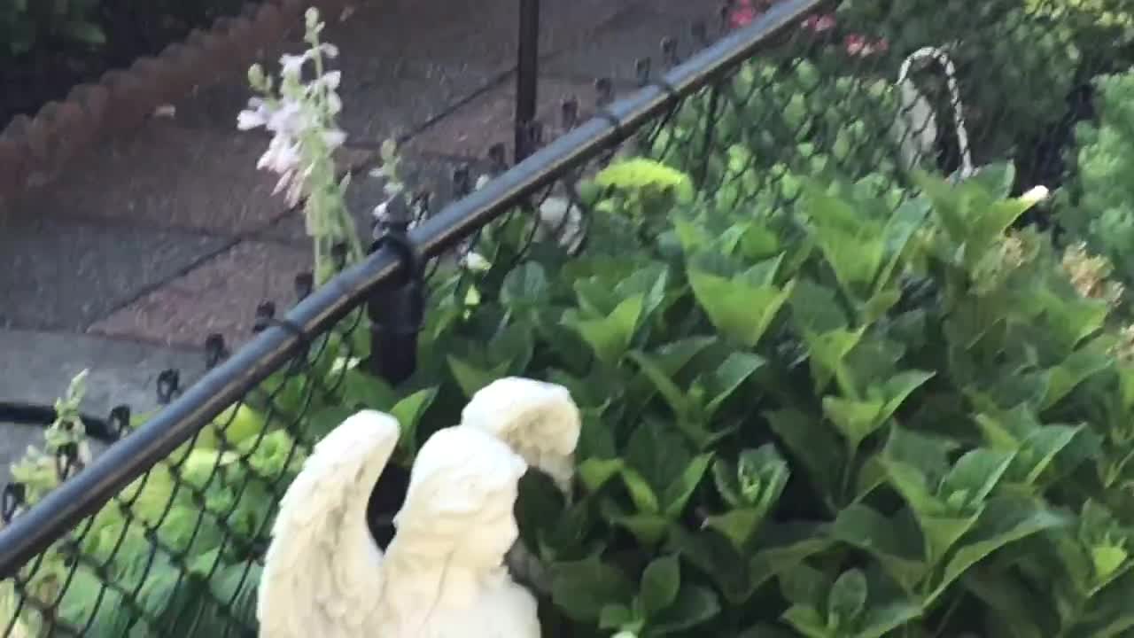 Baby kitten