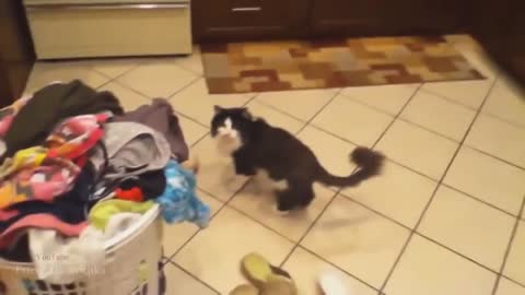 Scared animal