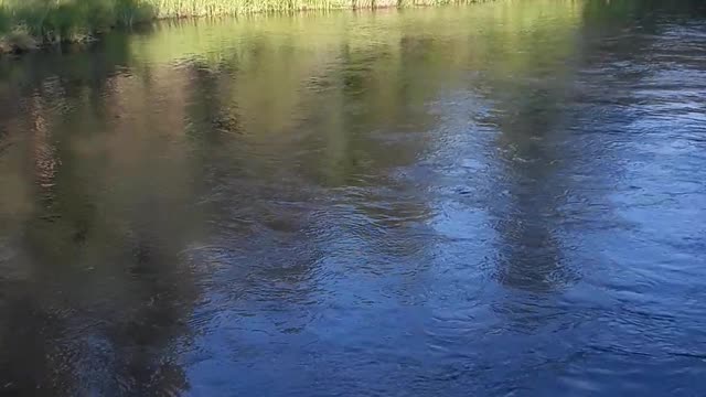 Cambell Creek, all 5 kinds of Salmon run in this river. 7/5/2022