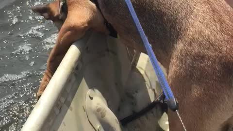 Dog tries to catch some waves during first boat experience