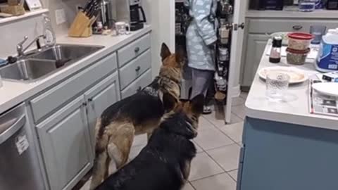 Dogs Give Master Treat and Walk Backwards