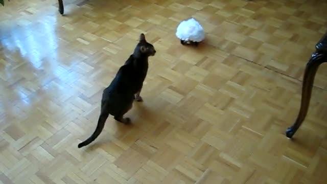 Funny cat is afraid of the sound of the game