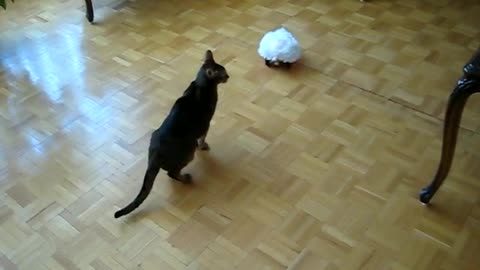 Funny cat is afraid of the sound of the game