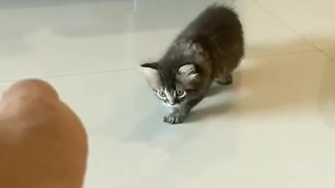 baby cute cat trying to catch something